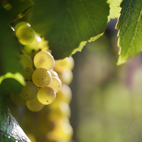 © BIVB / www.armellephotographe.com - Grappe de Chardonnay