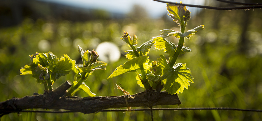 © BIVB / Aurélien Ibanez - Rameau de vigne au printemps : grappes visibles.