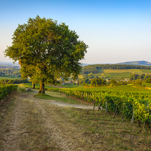© BIVB / Aurélien Ibanez - Paysage dans le vignoble du Mâconnais : Chardonnay