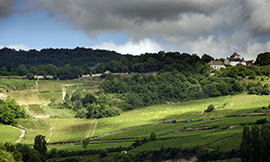 Vignoble de Saint-Romain - © BIVB / Michel Joly