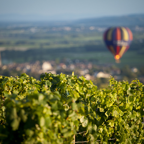 © BIVB / Aurélien Ibanez - Oenotourisme en Bourgogne