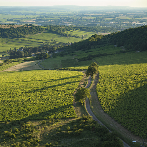 © BIVB / Aurélien Ibanez - Vignoble de Bouzeron