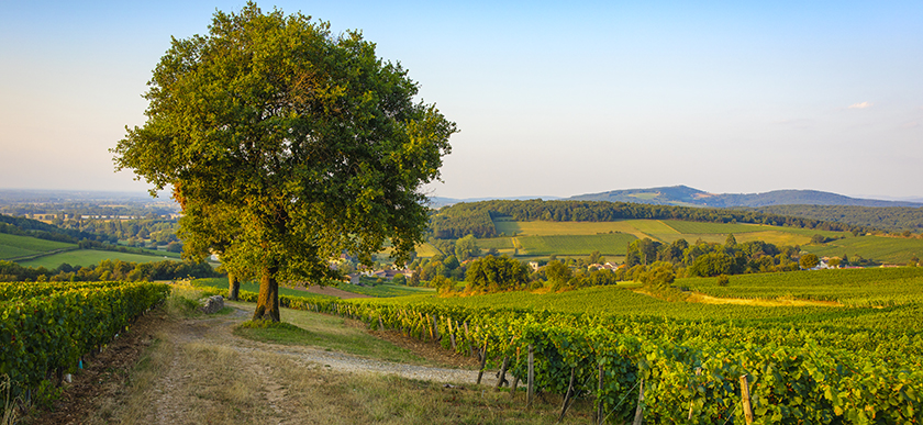 © BIVB / Aurélien Ibanez - Paysage dans le vignoble du Mâconnais : Chardonnay