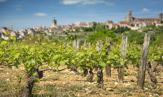 © BIVB / Aurélien Ibanez -  Paysage dans les vignobles du Grand Auxerrois : Véze