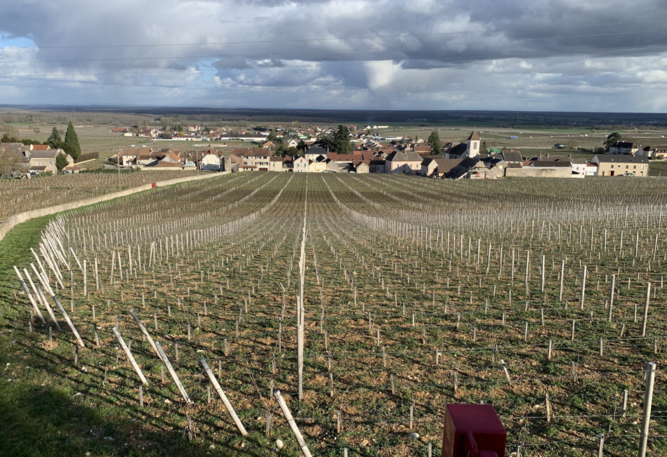 Plan de vigne à Morey Saint Denis