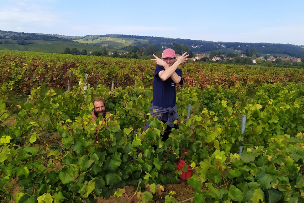 Vendanges dans les vignes de bourgogne