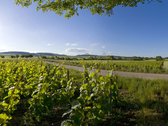 Bourgogne Côte d’Or