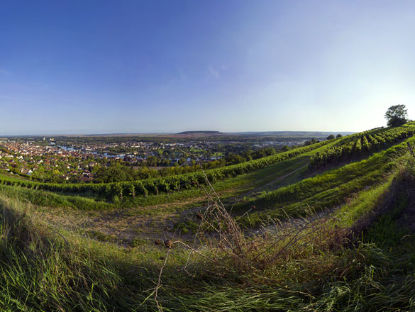 Bourgogne Côte Saint-Jacques