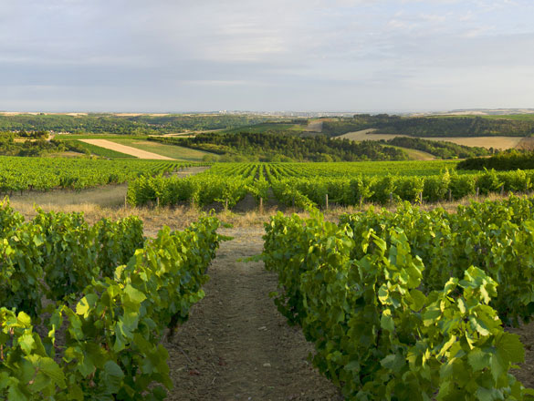 Bourgogne Côtes d'Auxerre