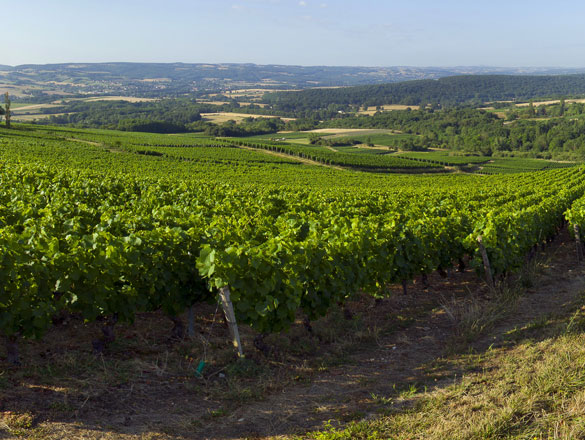 Bourgogne Côtes du Couchois