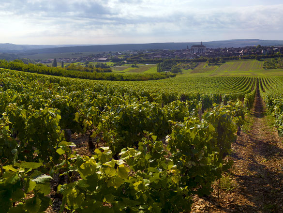 Bourgogne Coulanges-La-Vineuse