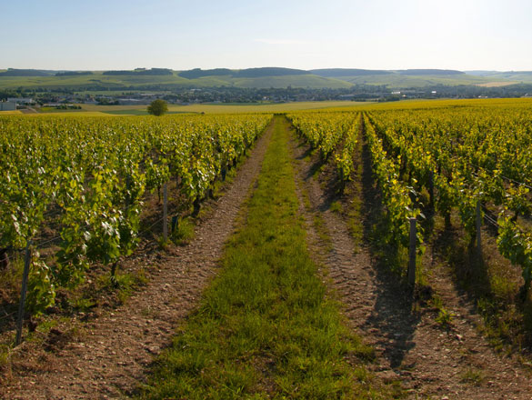 Chablis  et Chablis Premier Cru