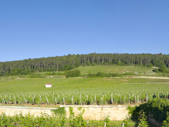 Chambertin-Clos de Bèze