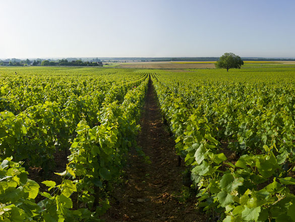 Côte de Nuits-Villages Côte de Nuits-Villages