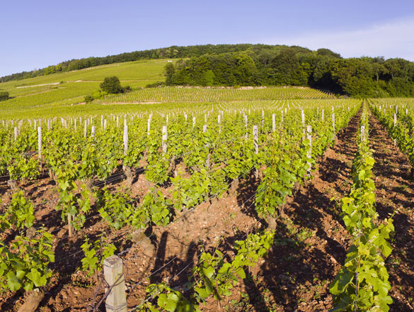 Latricières-Chambertin