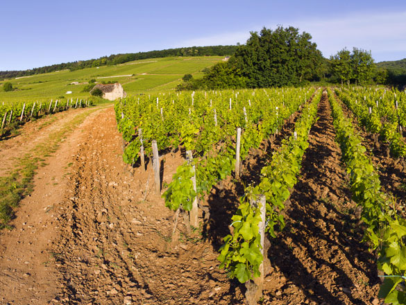 Mazoyères-Chambertin