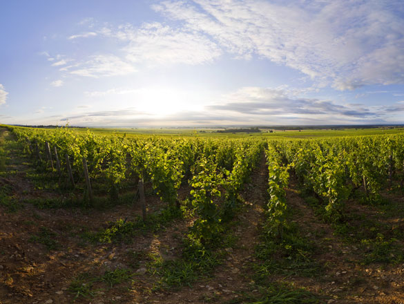 Ruchottes-Chambertin